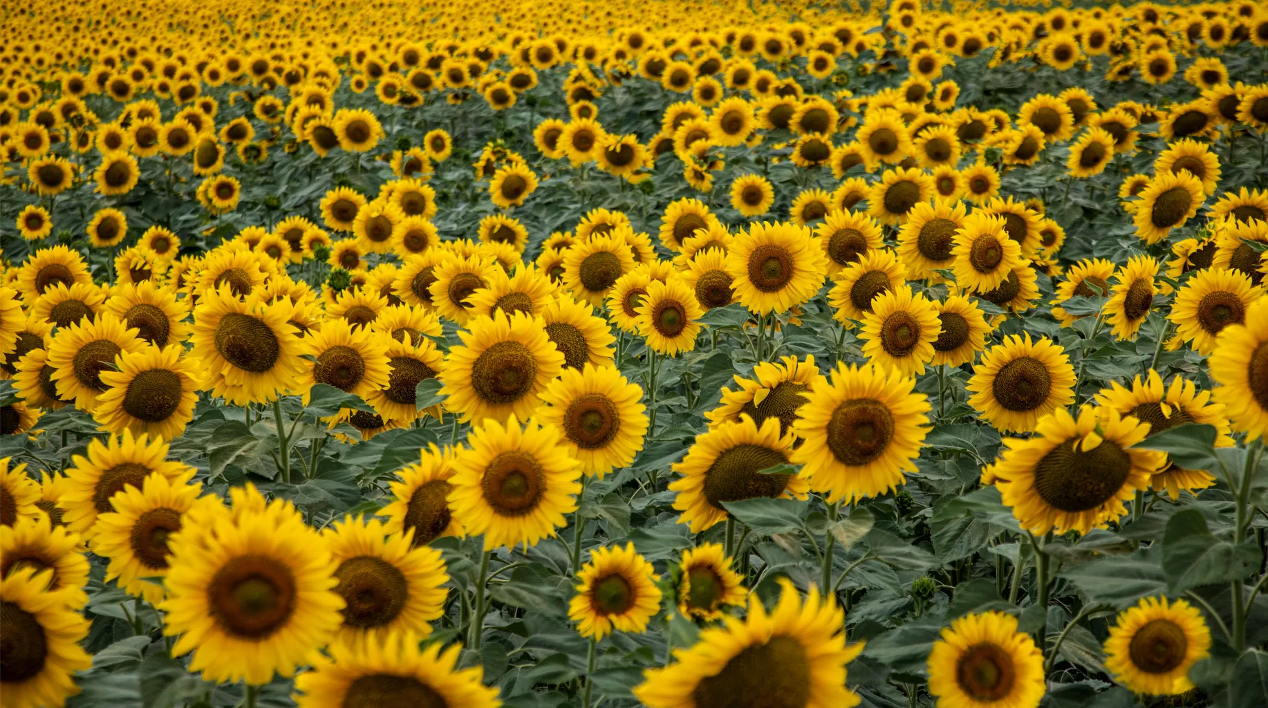 【2026年最新】ひまわり畑でつくる最高の「花束」お出かけガイド＆おすすめスポット5選